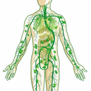 système lymphatique massage drainant Bordeaux blog beauté bien-être