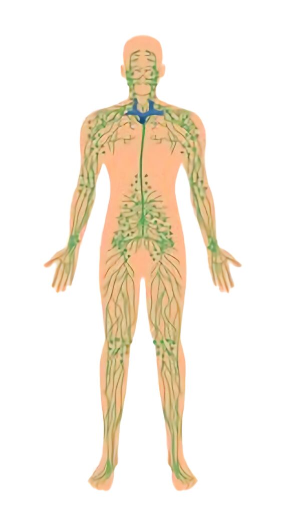 système lymphatique massage drainant Bordeaux blog beauté bien-être